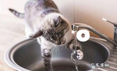 不是流动的水 猫咪不喜欢喝水的原因是什么