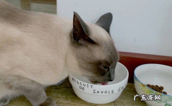 不是流动的水 猫咪不喜欢喝水的原因是什么