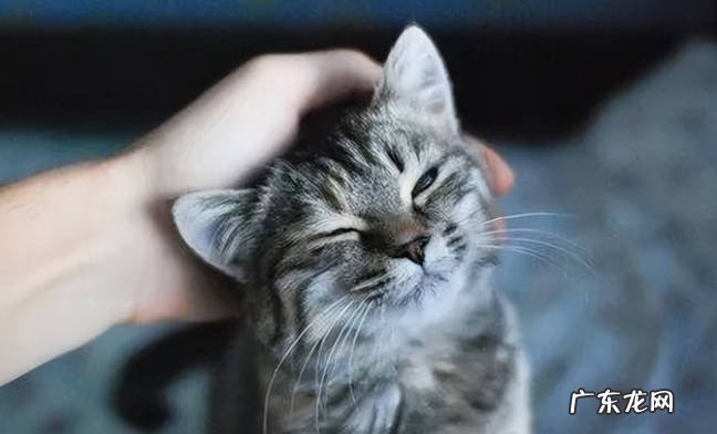 后背，头部，肚子 猫咪喜欢被摸哪些部位