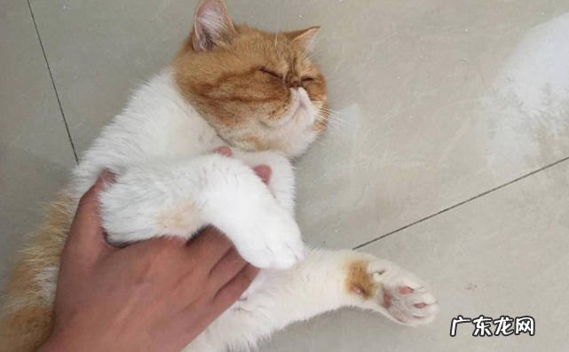 后背，头部，肚子 猫咪喜欢被摸哪些部位