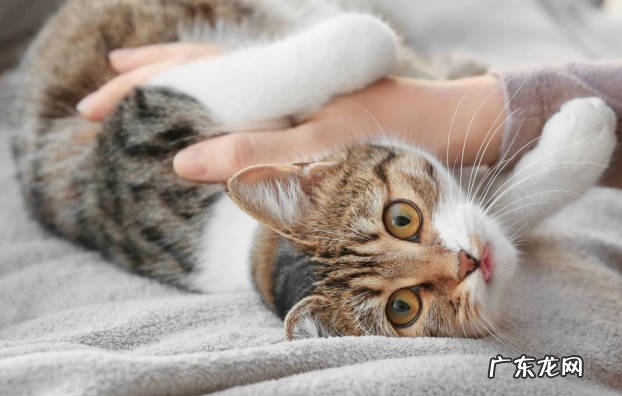 后背，头部，肚子 猫咪喜欢被摸哪些部位