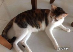 三花猫 哪些品种的猫让家变得更旺