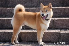 中华田园犬 哪些狗狗得到了优等生的称号