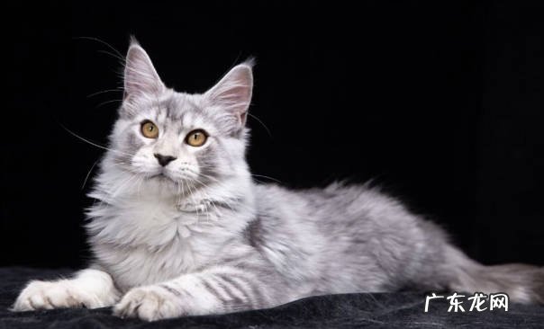 暹罗猫 哪些猫咪对主人忠心耿耿