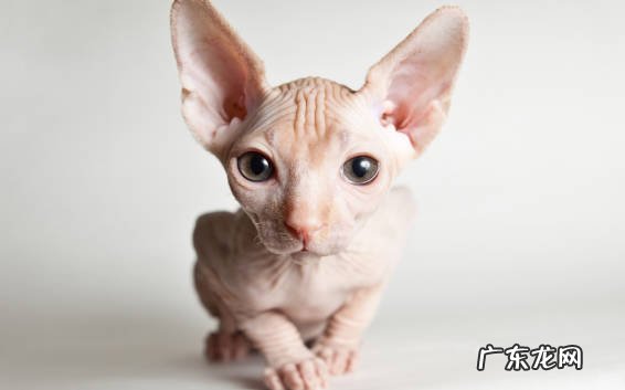 暹罗猫 哪些猫咪对主人忠心耿耿