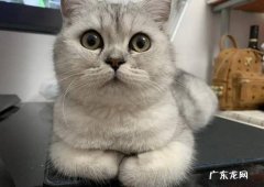 容易掉毛 银渐层有什么样的缺点