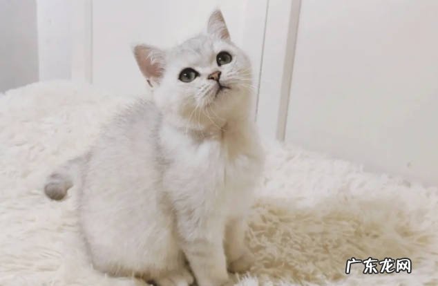 容易掉毛 银渐层有什么样的缺点