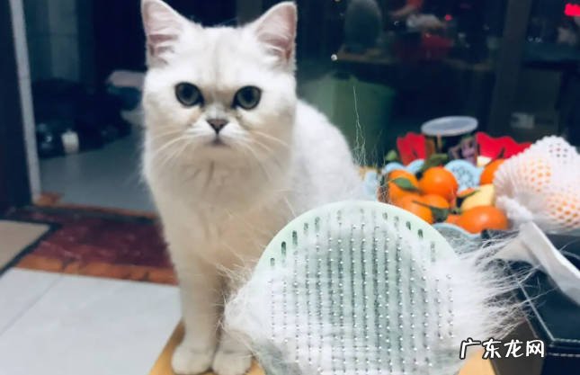 容易掉毛 银渐层有什么样的缺点