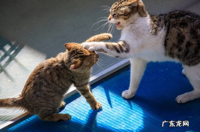 精力旺盛 为什么养公猫的人越来越少