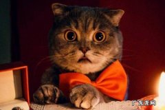 频繁洗澡 什么行为让猫咪感到生不如死