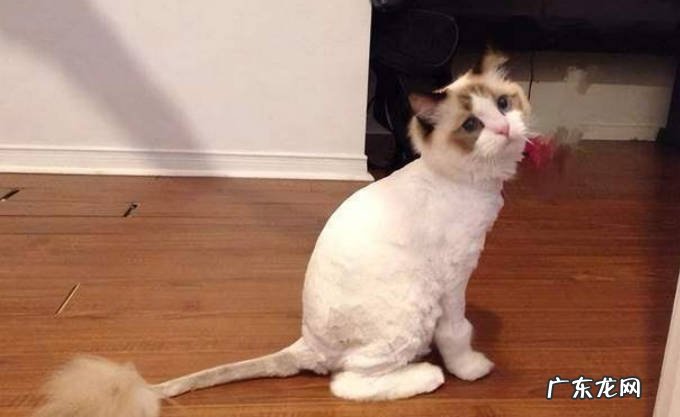 频繁洗澡 什么行为让猫咪感到生不如死