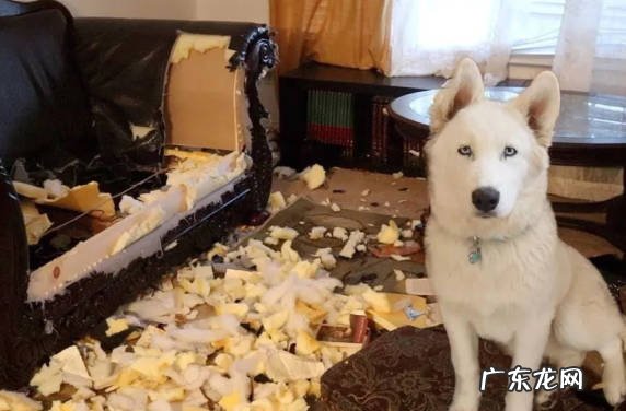 配合主人 报恩的狗狗有哪些特征