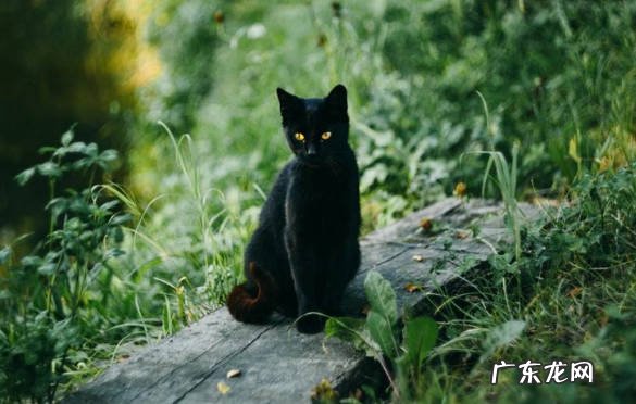 神出鬼没 为什么不能养黑猫