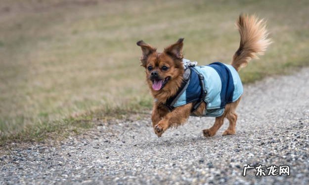 本能 为什么狗狗喜欢钻缝隙