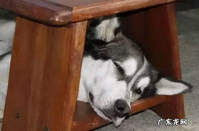 本能 为什么狗狗喜欢钻缝隙