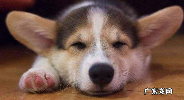 本能 为什么狗狗喜欢钻缝隙