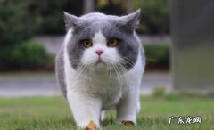 英短猫 哪些品种是猫界的渣王
