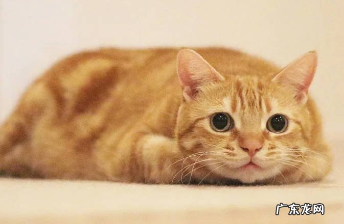 出现眼病 橘猫变老的征兆是什么
