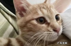 出现眼病 橘猫变老的征兆是什么