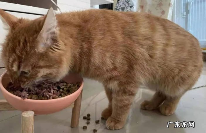 出现眼病 橘猫变老的征兆是什么