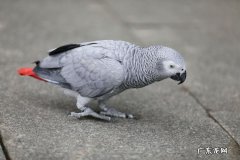 非洲灰鹦鹉 会模仿人类说话的鸟有什么
