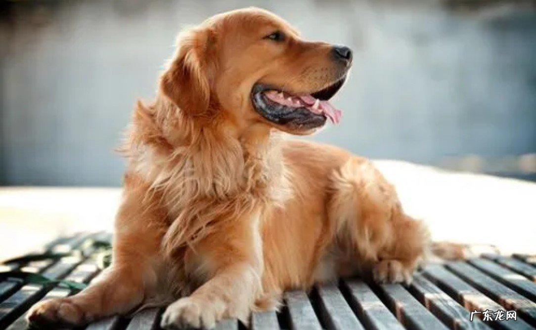 泰迪 哪些宠物犬最受欢迎