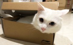 纸箱 猫咪最喜欢在哪里睡觉