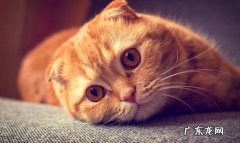 折耳猫 不建议喂养的可怕的猫咪有哪些