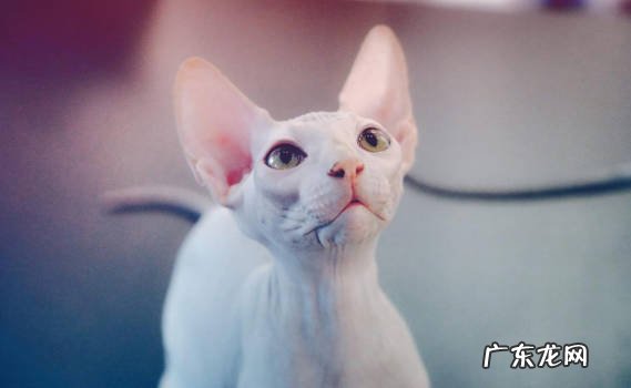 折耳猫 不建议喂养的可怕的猫咪有哪些