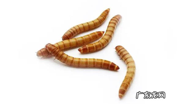 虫子 可以给相思鸟吃什么食物