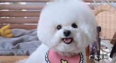 比熊 哪些品种的狗狗不会伤害孩子