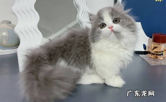 无毛猫 哪些品种的猫咪出现了大降价