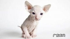 无毛猫 哪些品种的猫咪出现了大降价