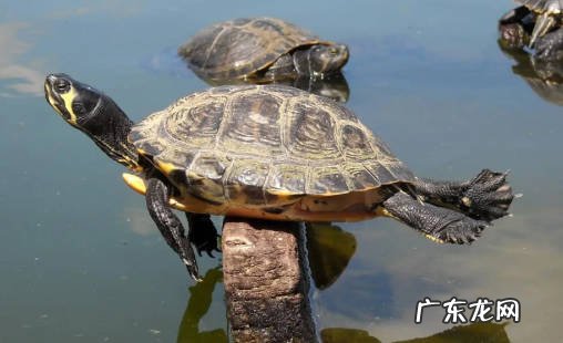 中华田园犬 哪些宠物不但便宜而且好养