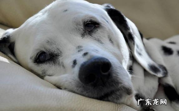 感到无聊 狗狗出现哪些情况会哀嚎