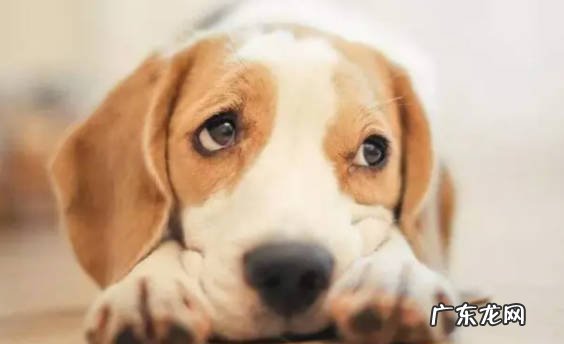 感到无聊 狗狗出现哪些情况会哀嚎