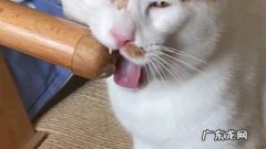 牙痒 猫咪轻轻咬人代表什么