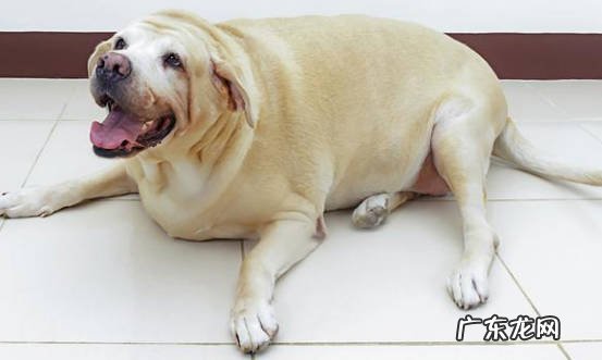 不好管教 为什么不能让狗狗吃饱