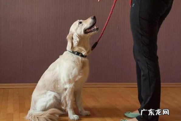 不好管教 为什么不能让狗狗吃饱