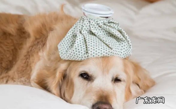 不好管教 为什么不能让狗狗吃饱