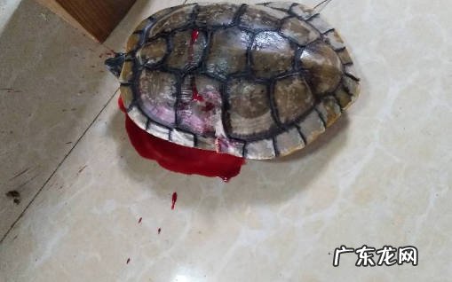 噪音 乌龟最害怕的是什么