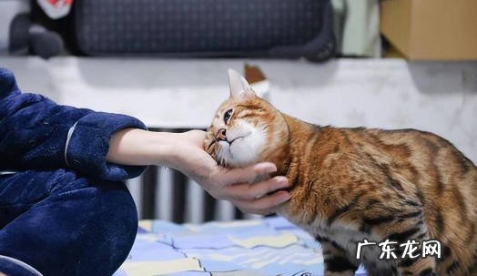 转移注意力 如何应对猫咪发情