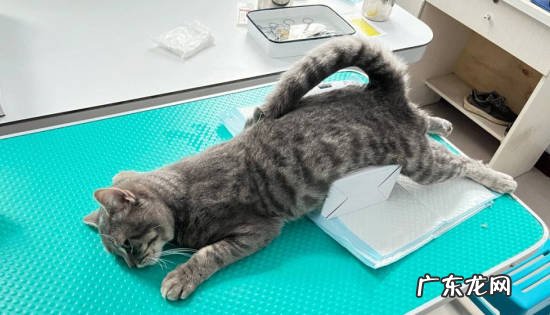 转移注意力 如何应对猫咪发情