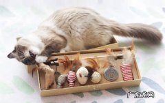 转移注意力 如何应对猫咪发情
