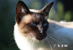 暹罗猫 智商高的猫咪品种有什么