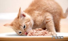 饥饿 猫咪喜欢叫的原因是什么