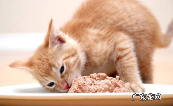 饥饿 猫咪喜欢叫的原因是什么
