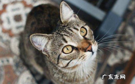 饥饿 猫咪喜欢叫的原因是什么