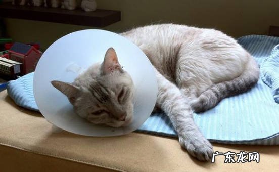 饥饿 猫咪喜欢叫的原因是什么