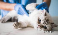 性格 公猫绝育前后有什么变化